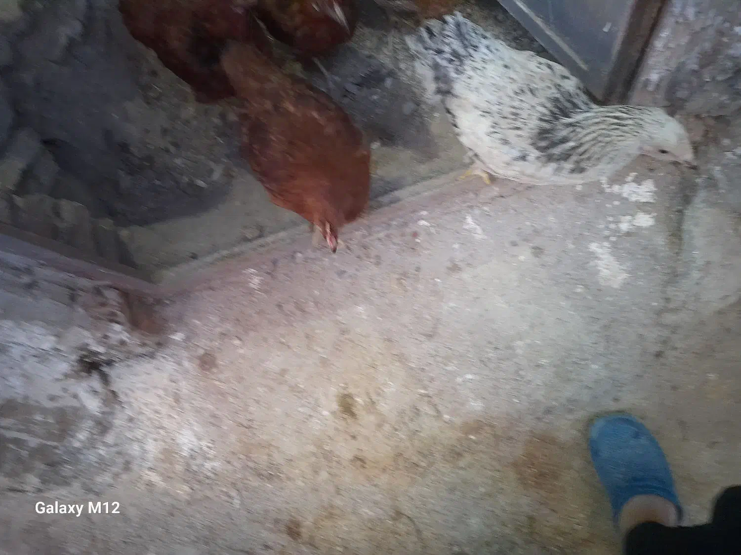 مرغ و خروس محلی|حیوانات مزرعه|هفدر, |دیوار