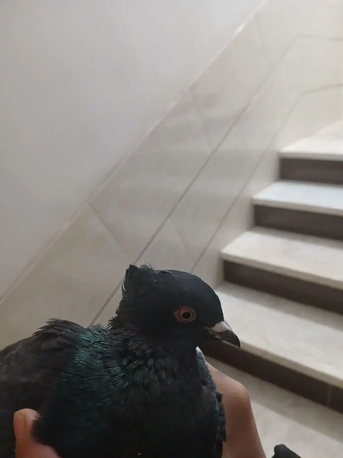 سیاه دم  سفید|پرنده|مبارکه, |دیوار