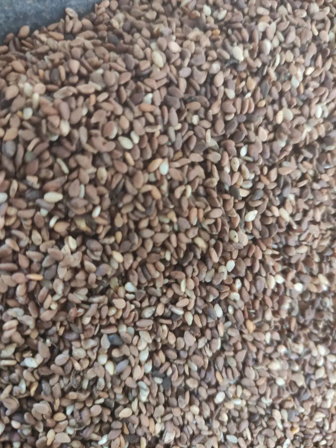 کنجد قهوه ای بهبهان شسته شده|خوردنی و آشامیدنی|اصفهان, توپخانه ارتش|دیوار