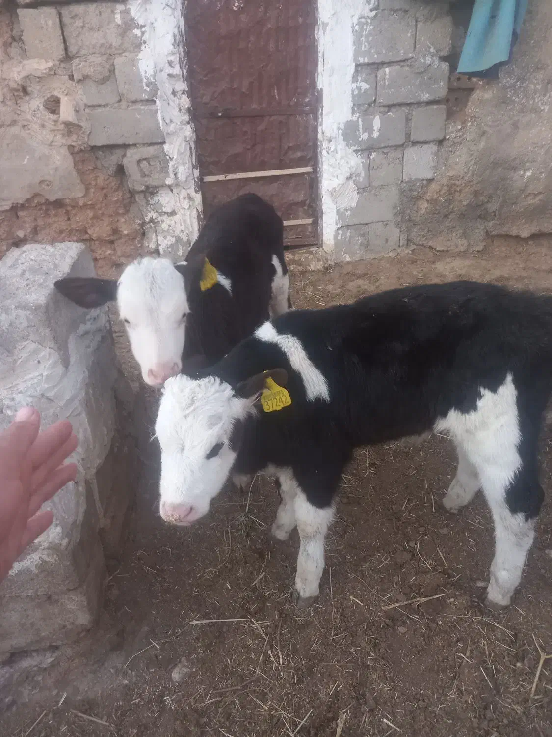 گوساله‌نر‌اصیل‌شیرخاروخوراکخور|حیوانات مزرعه|بسطام, |دیوار