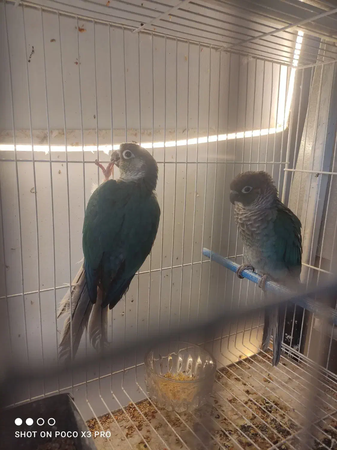 گرینچیک جوجه تراکویس۲عدد ردچیک سانچیک مونچیک|پرنده|مشهد, آزادشهر|دیوار