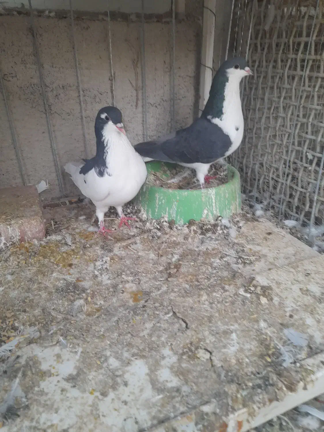 کبوتر فروشی|پرنده|سرایان, |دیوار