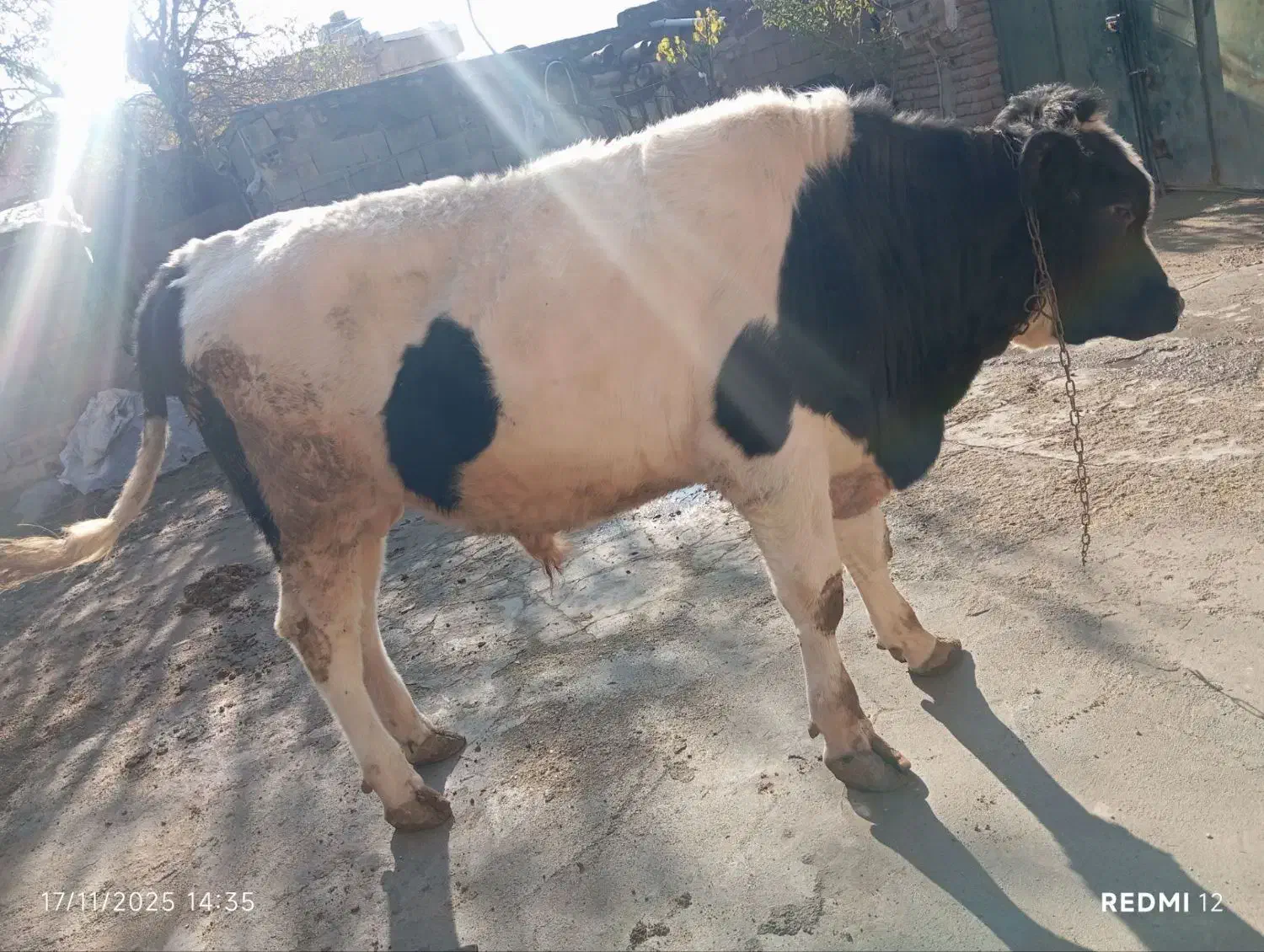 گاو نر|حیوانات مزرعه|انزل, |دیوار