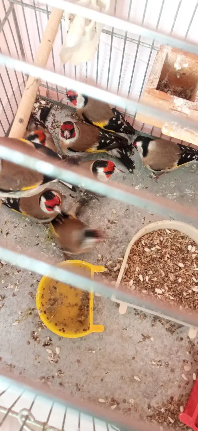 سهره نر عالی به شرط|پرنده|کرج, شاهین‌ویلا|دیوار