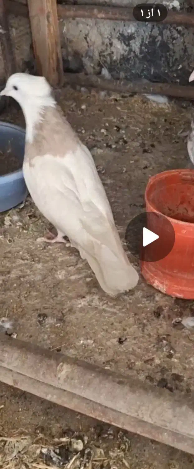 طوقی|پرنده|فارسان, |دیوار