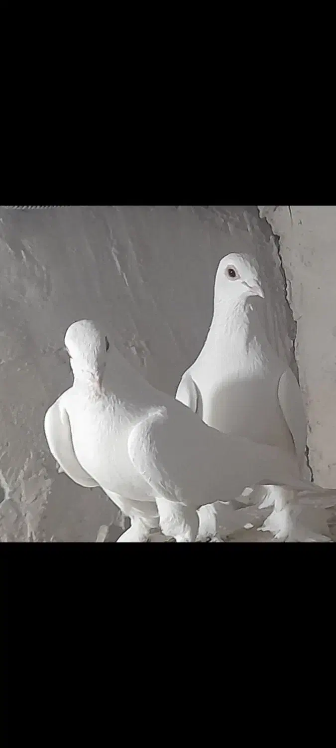 کفتر|پرنده|تبریز, |دیوار