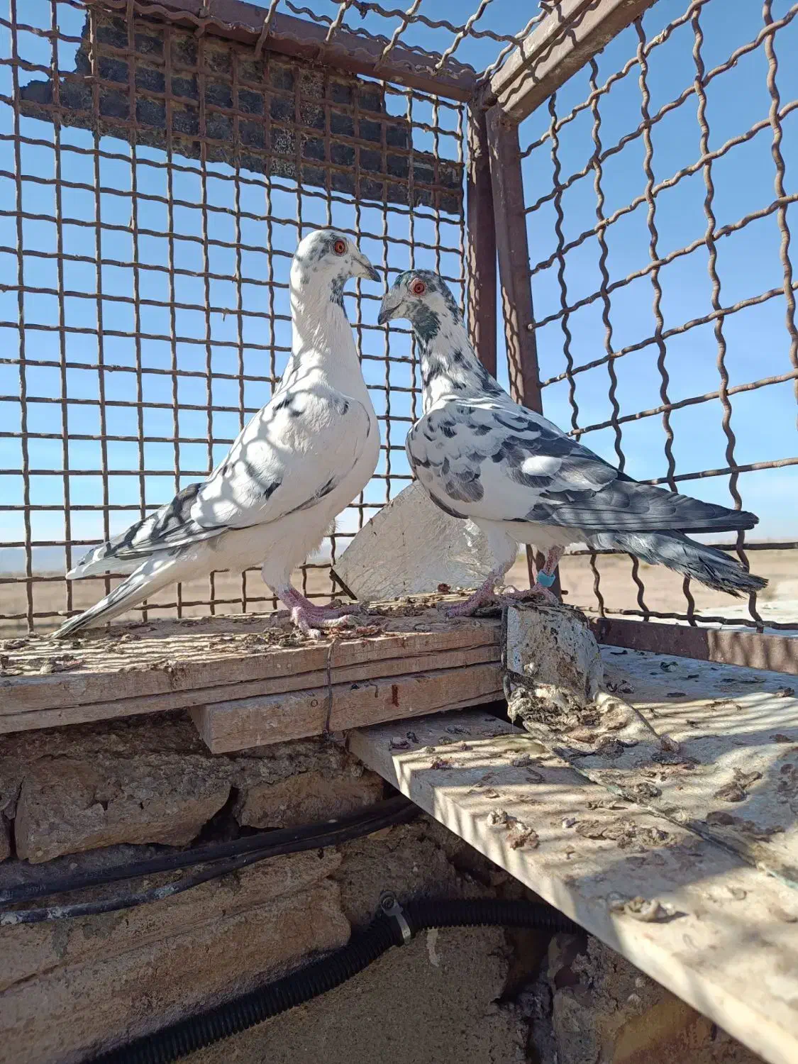 کفتر کبوتر پرنده|پرنده|تربتحیدریه, بالا ولایت|دیوار