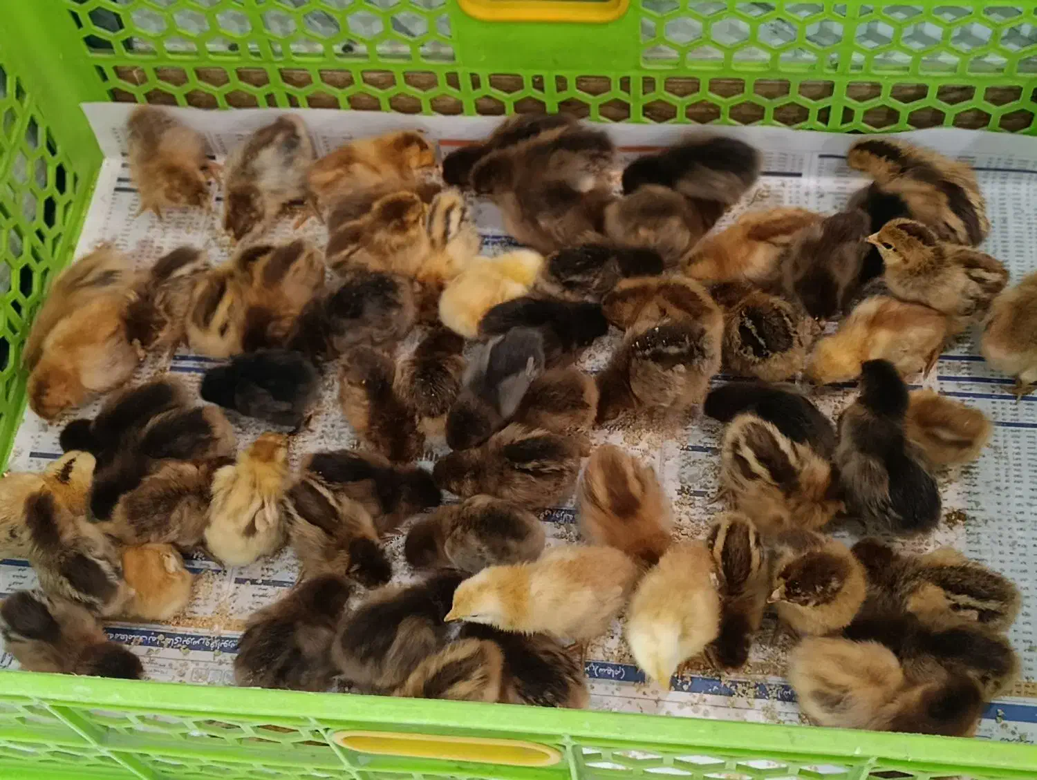 فروش تعداد محدود جوجه گلپایگان|حیوانات مزرعه|رشت, نظری|دیوار