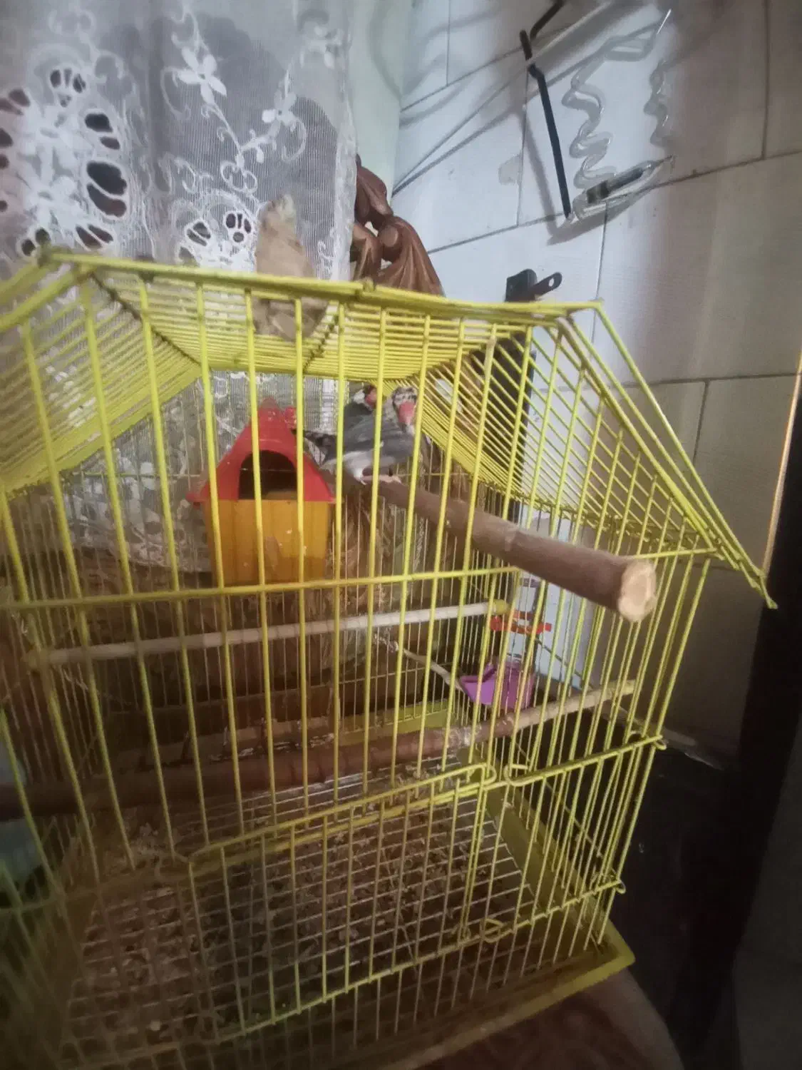 پرنده فنج نرگسی نر و ماده|پرنده|تبریز, |دیوار