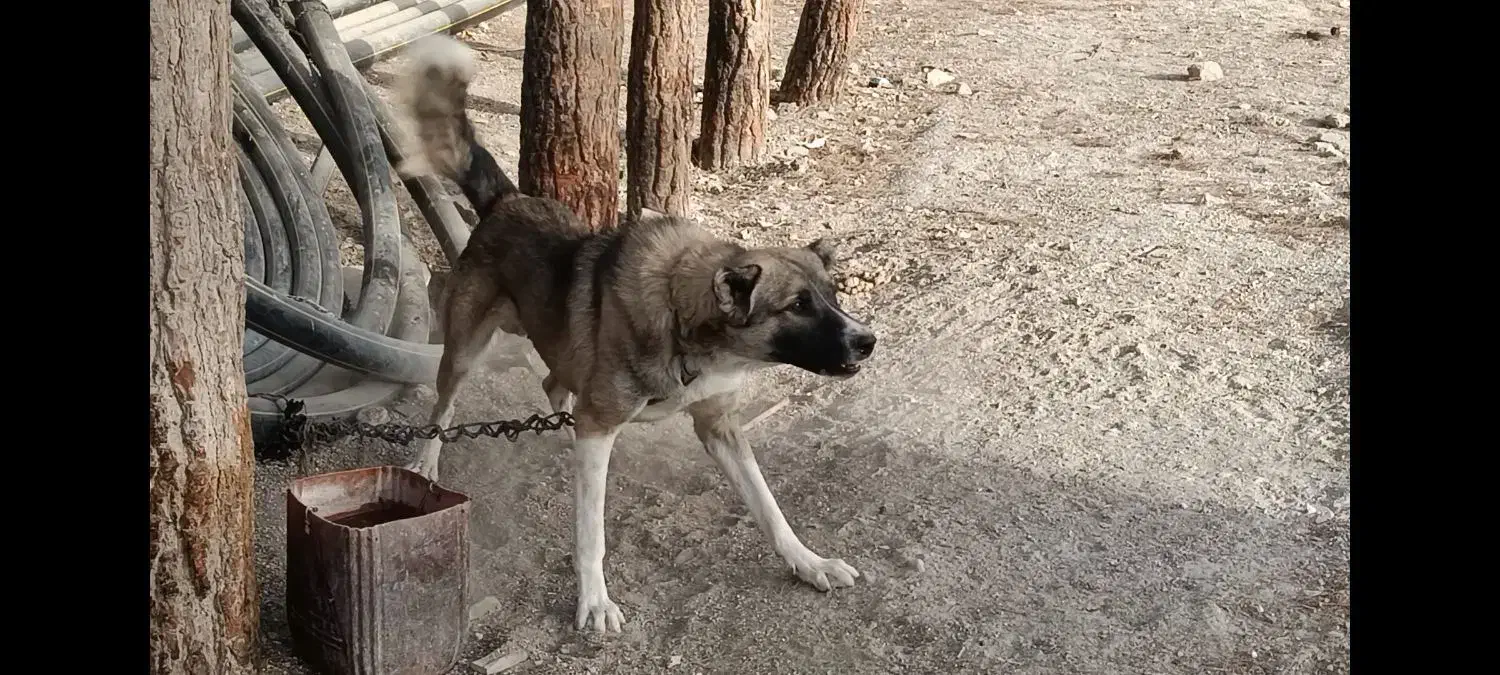 سگ سرابی|سگ|مشهد, وکیلآباد|دیوار