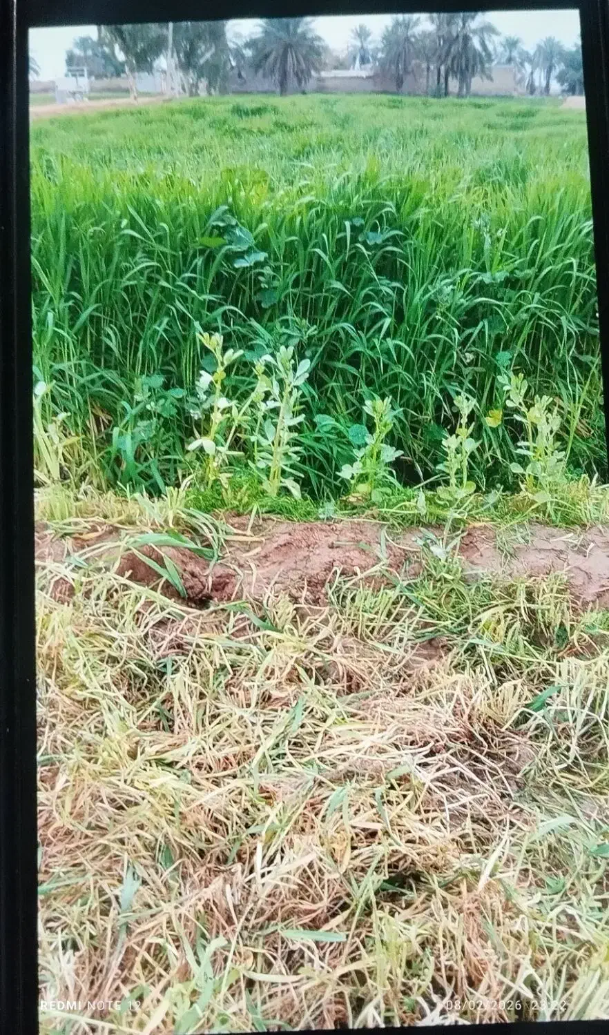 علف|لوازم جانبی حیوانات|حمیدیه, |دیوار