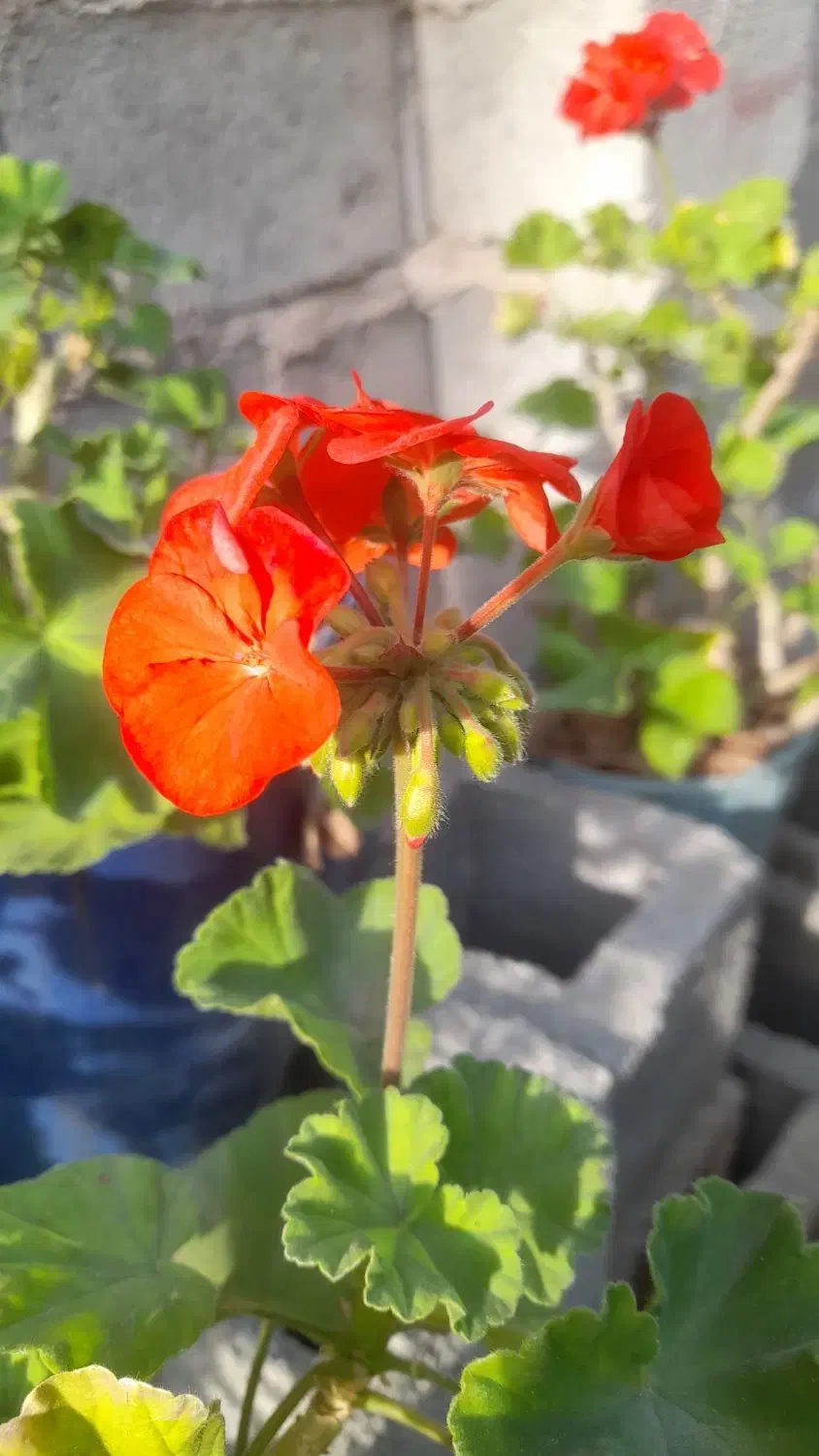 فروش گل شمعدانی|گل و گیاه طبیعی|جیرفت, |دیوار