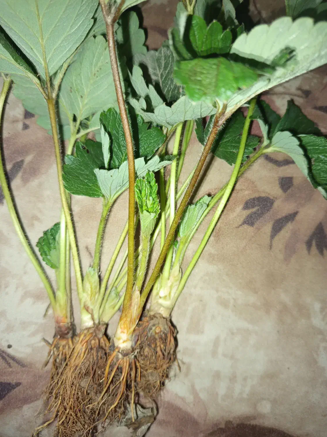 نهال سابرینا دانسته نهال ضمانتی|خدمات باغبانی و درختکاری|دلند, |دیوار