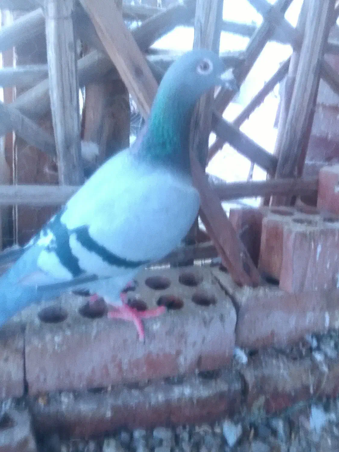 کفتر|پرنده|جیرفت, |دیوار