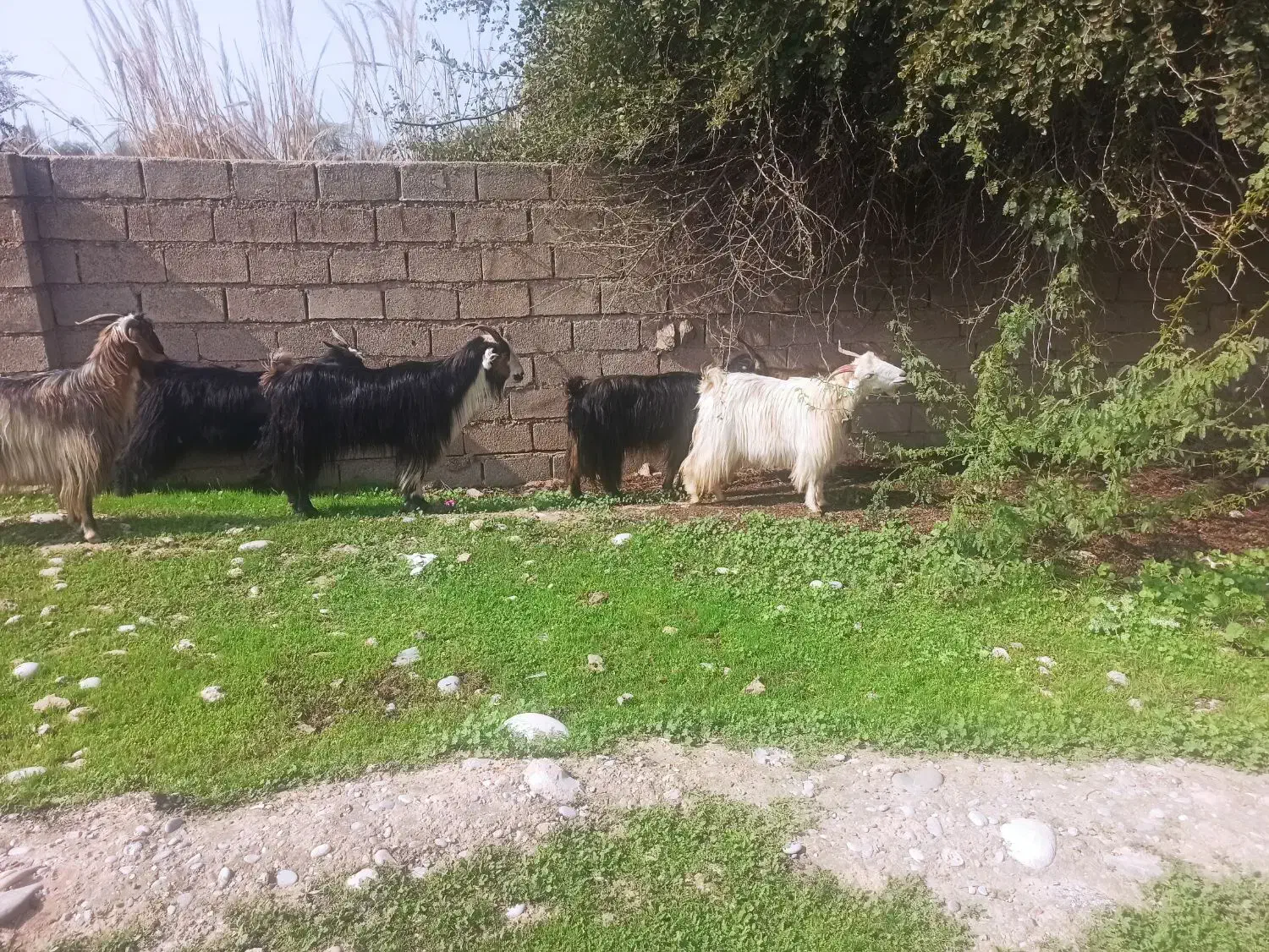 بز شیری چپر|حیوانات مزرعه|دزفول, |دیوار