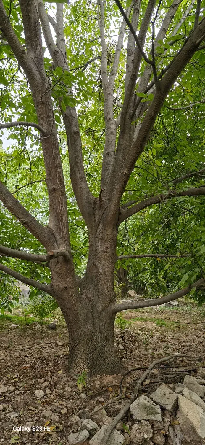 خرید درخت گردو چوب|خدمات باغبانی و درختکاری|یاسوج, |دیوار