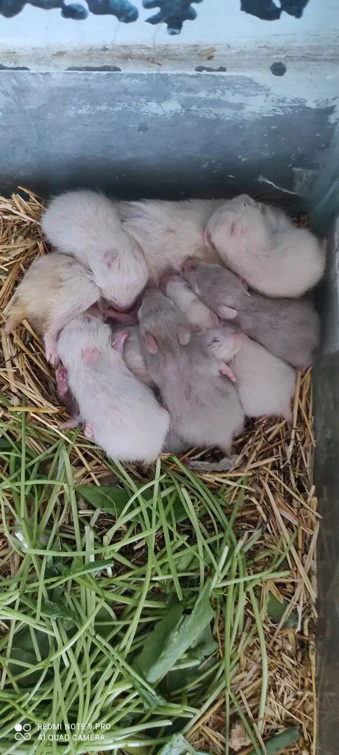 مادر و ۱۱ بچه همستر|موش و خرگوش|سنندج, |دیوار