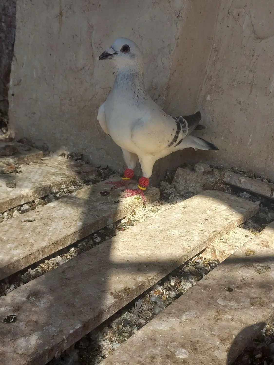کفتر|پرنده|مشهد, تبادکان|دیوار