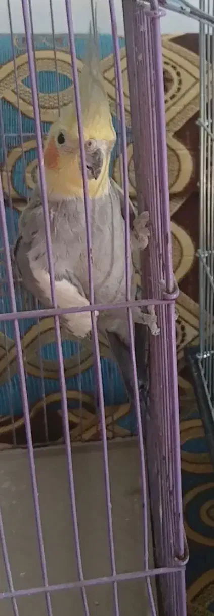 عروس هلندی نر|پرنده|سوسنگرد, |دیوار