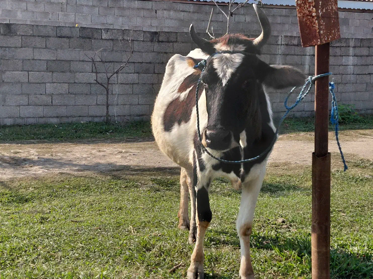 گاو جوان دورگ محلی ۸ ماه به بالا شکم|حیوانات مزرعه|ماکلوان, |دیوار