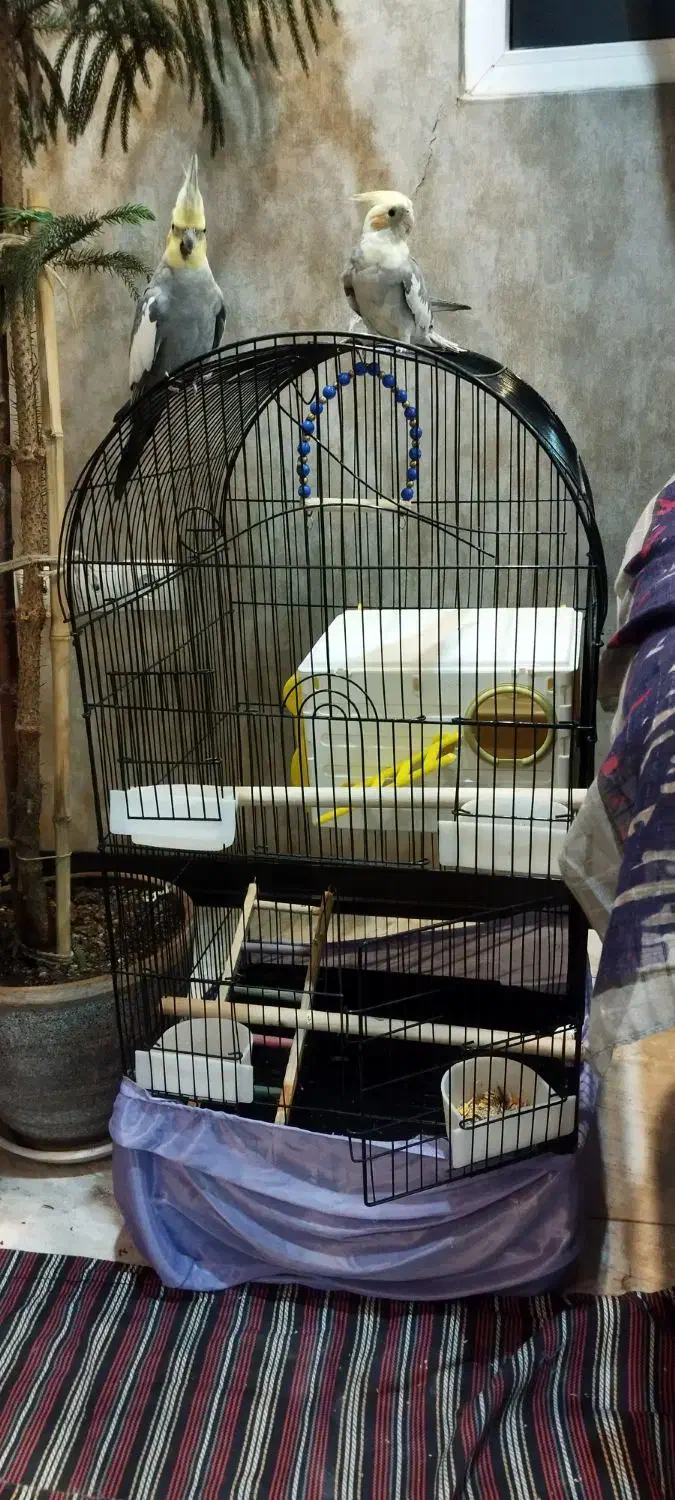 عروس هلندی نر و ماده|پرنده|قدس, شهرک فرزان|دیوار