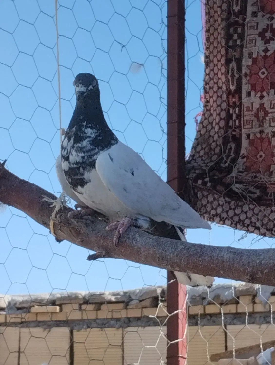 مسواک|پرنده|اردکان, |دیوار