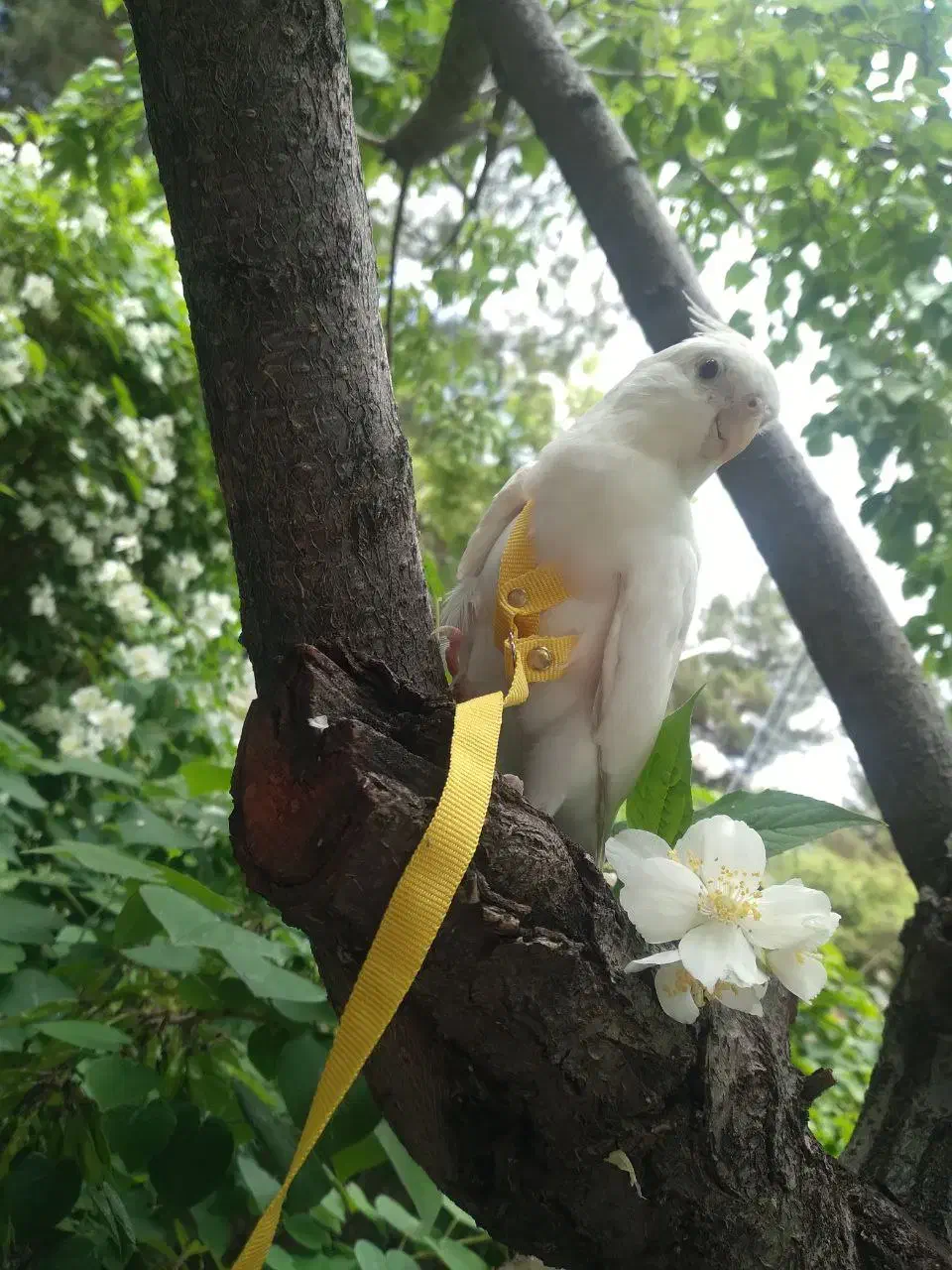 جفت عروس هلندی|پرنده|فردیس, شهرک ناز|دیوار