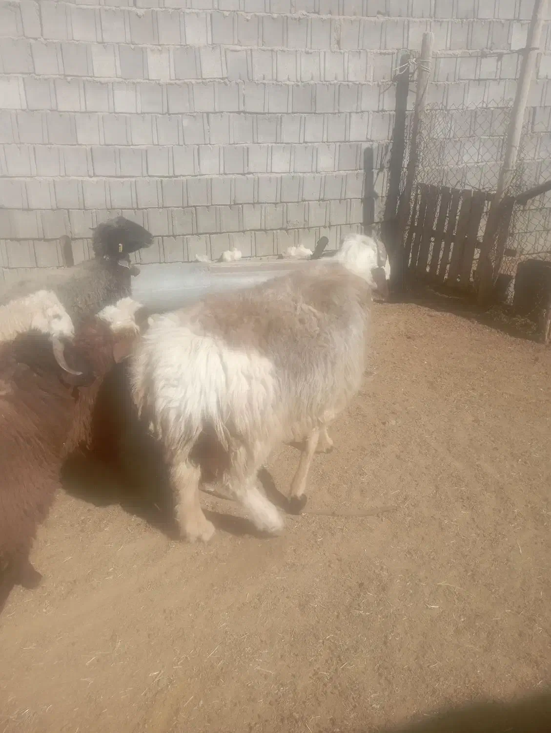 قوچ بذری|حیوانات مزرعه|پاسارگاد, |دیوار