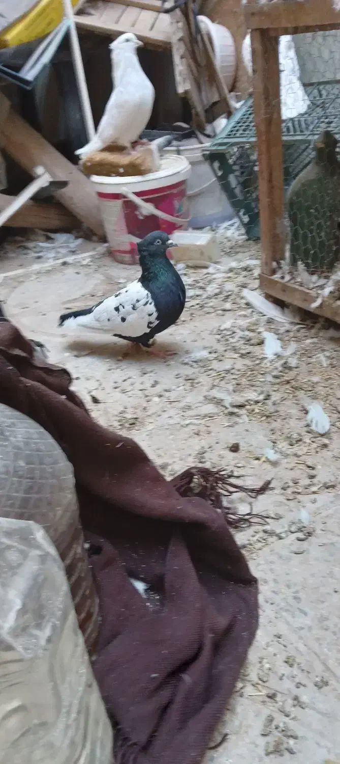 نر ماده سینه دم سیاه و ماده سینه ای|پرنده|آفتاب, |دیوار