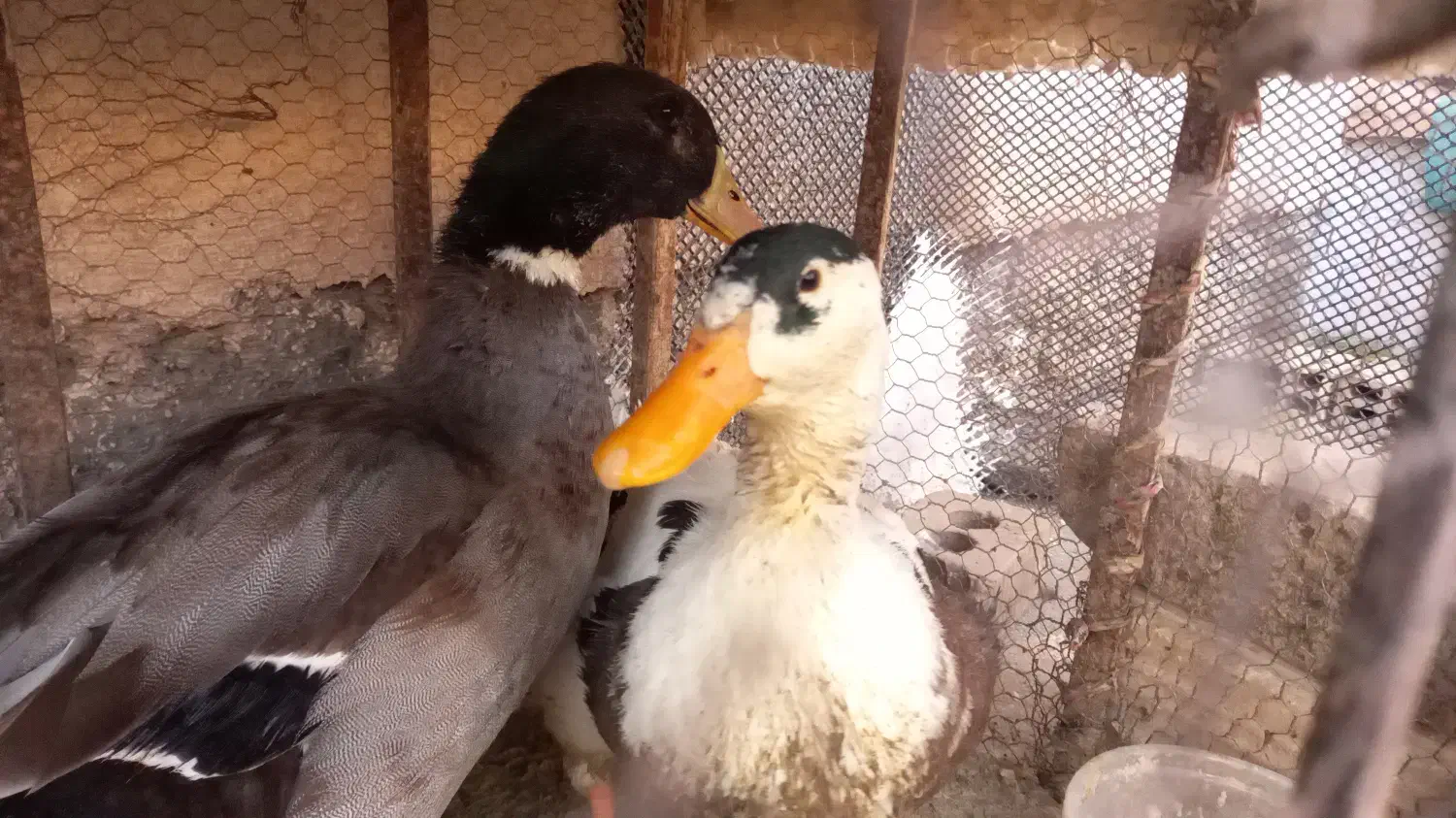 فروش حیوانات خانگی|حیوانات مزرعه|زابل, |دیوار