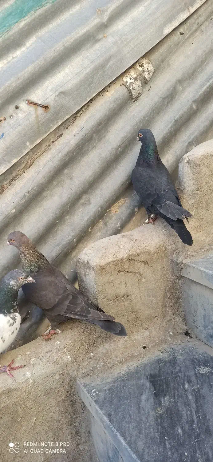 کفتر|پرنده|ایذه, |دیوار