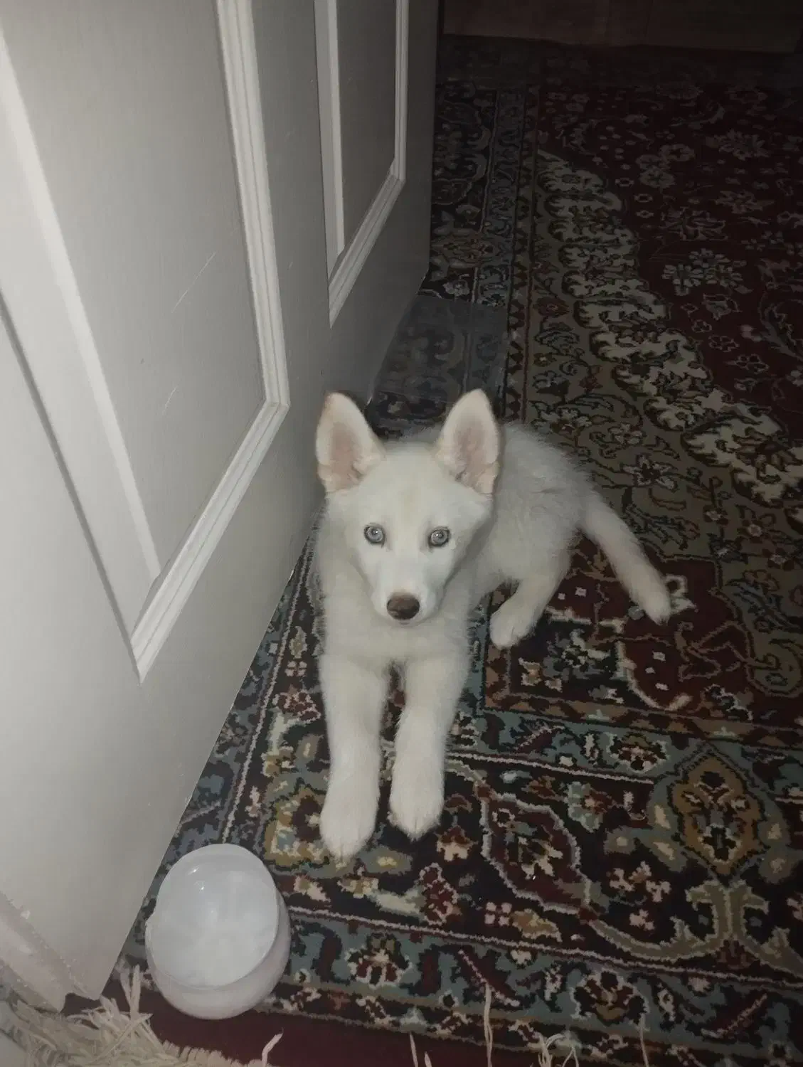 هاسکی چشم آبی|سگ|مشهد, رده|دیوار