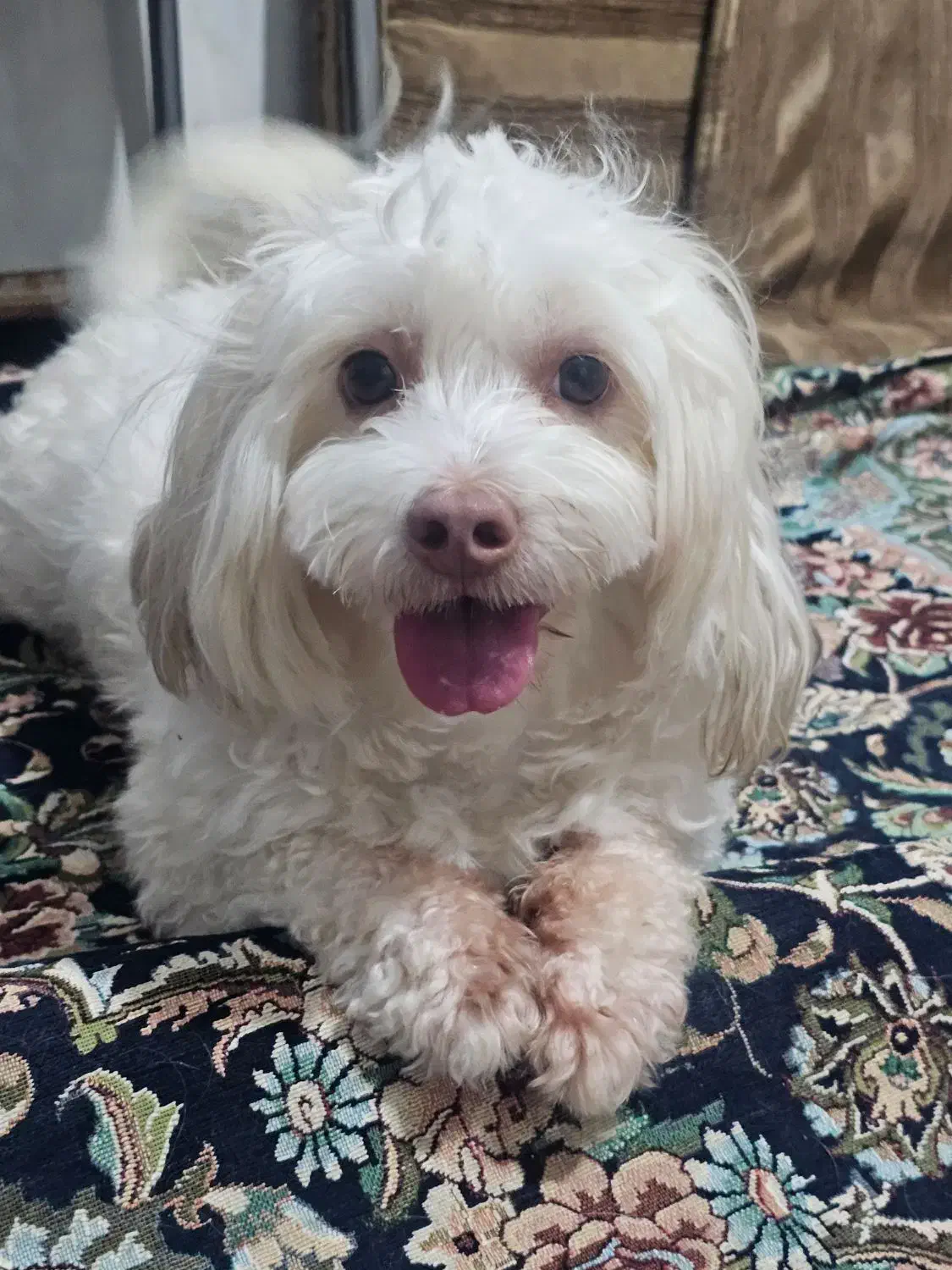 سگ گمشده 1403|حیوانات|ورامین, ورامین|دیوار