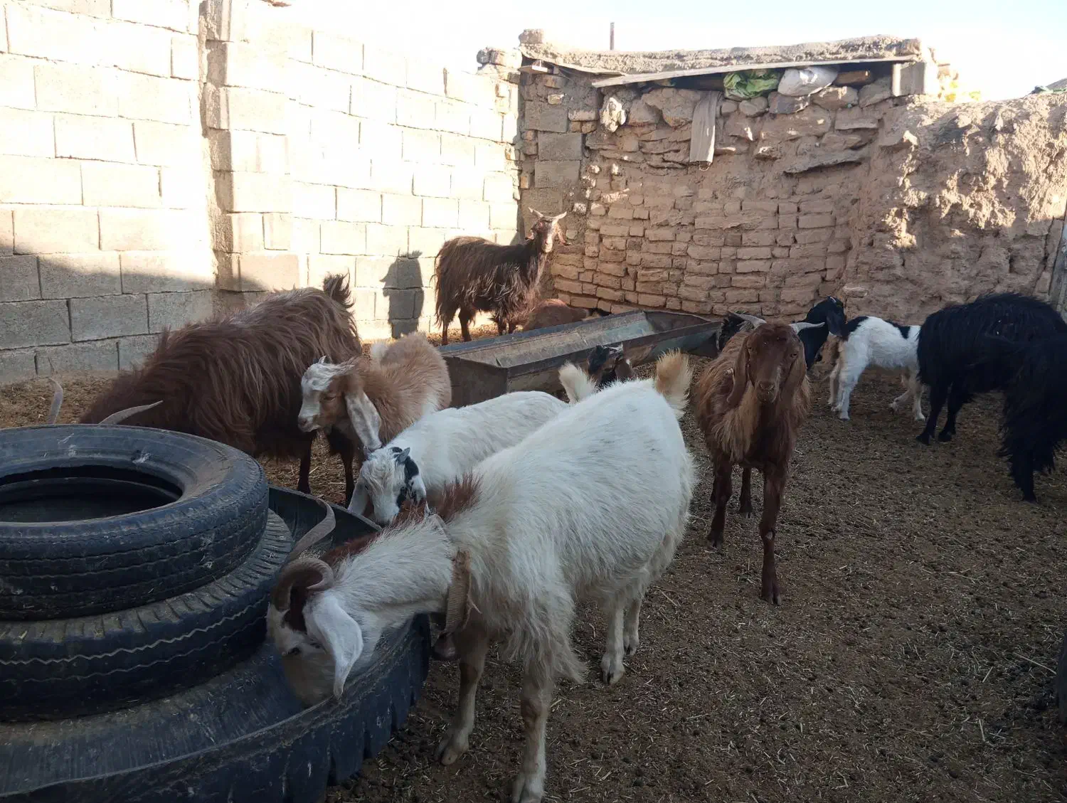 6راس بز زائیده جوان وپرشیر فروشی|حیوانات مزرعه|نیمبلوک, |دیوار