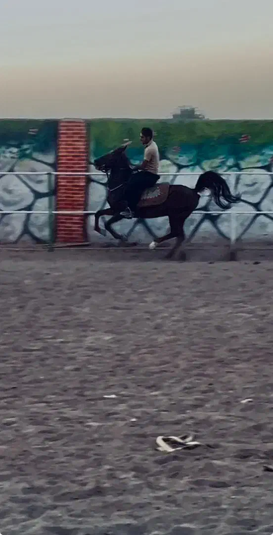 اسب دره شوری|اسب و تجهیزات اسبسواری|رباطکریم, انجم آباد|دیوار