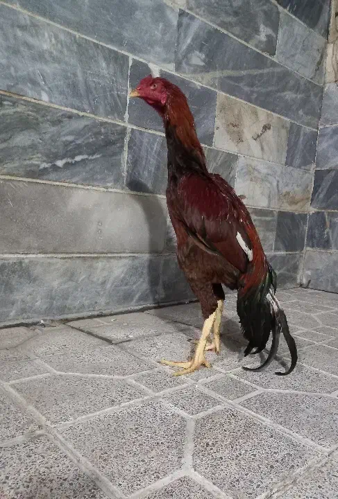 خروس لاری|حیوانات مزرعه|بهارستان, |دیوار