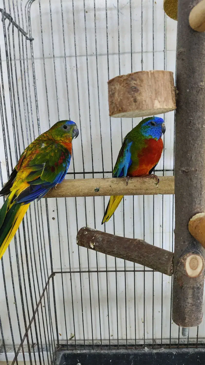 گلدین.قناری.فنچ.طوطی.شاه طوطی و آوازه خوان|پرنده|بندرعباس, |دیوار