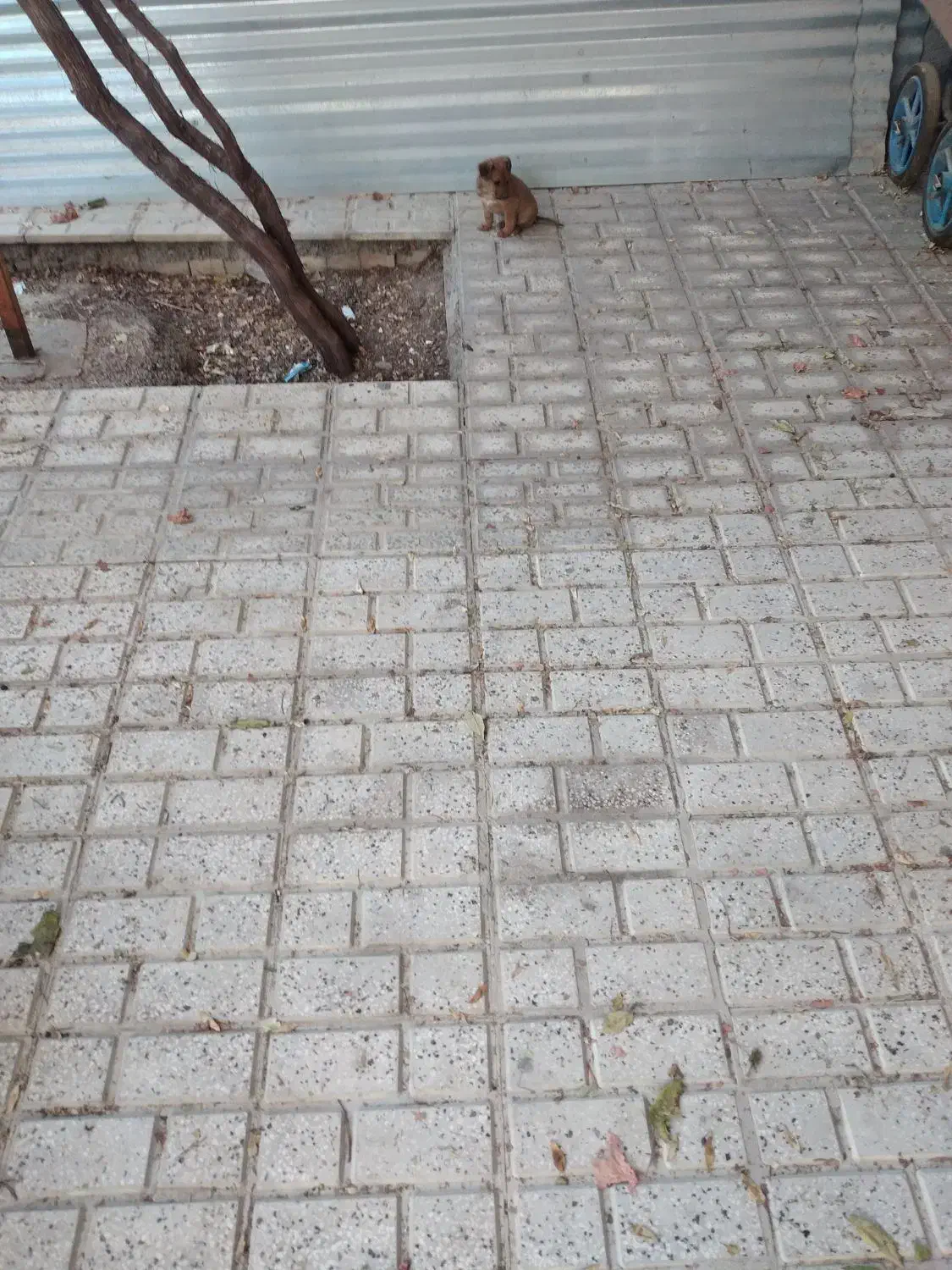 سگ پا کوتاه|سگ|شیروان (خراسان), |دیوار