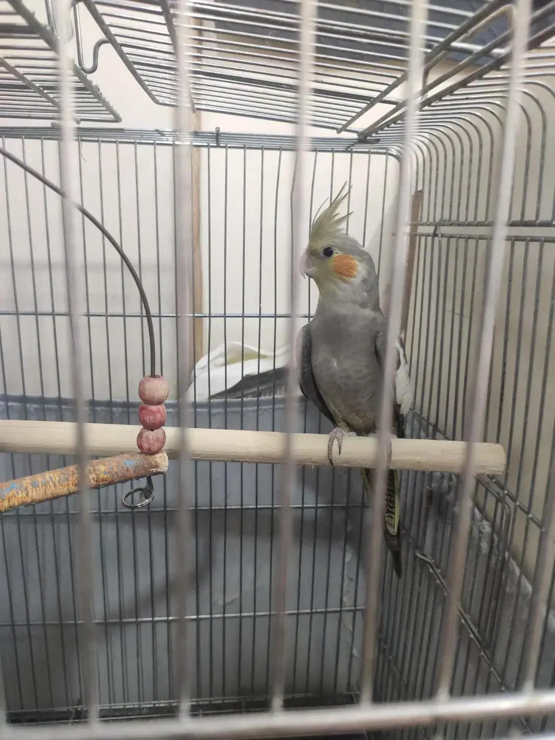 عروس هلندی نر|پرنده|تهران, دولاب|دیوار