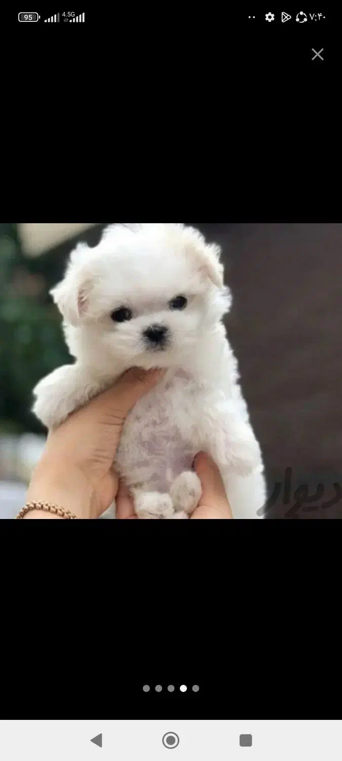 توله سگ خوشکل خونگی تا فردا نصف قیمت بازار|سگ|شیراز, باغ تخت|دیوار