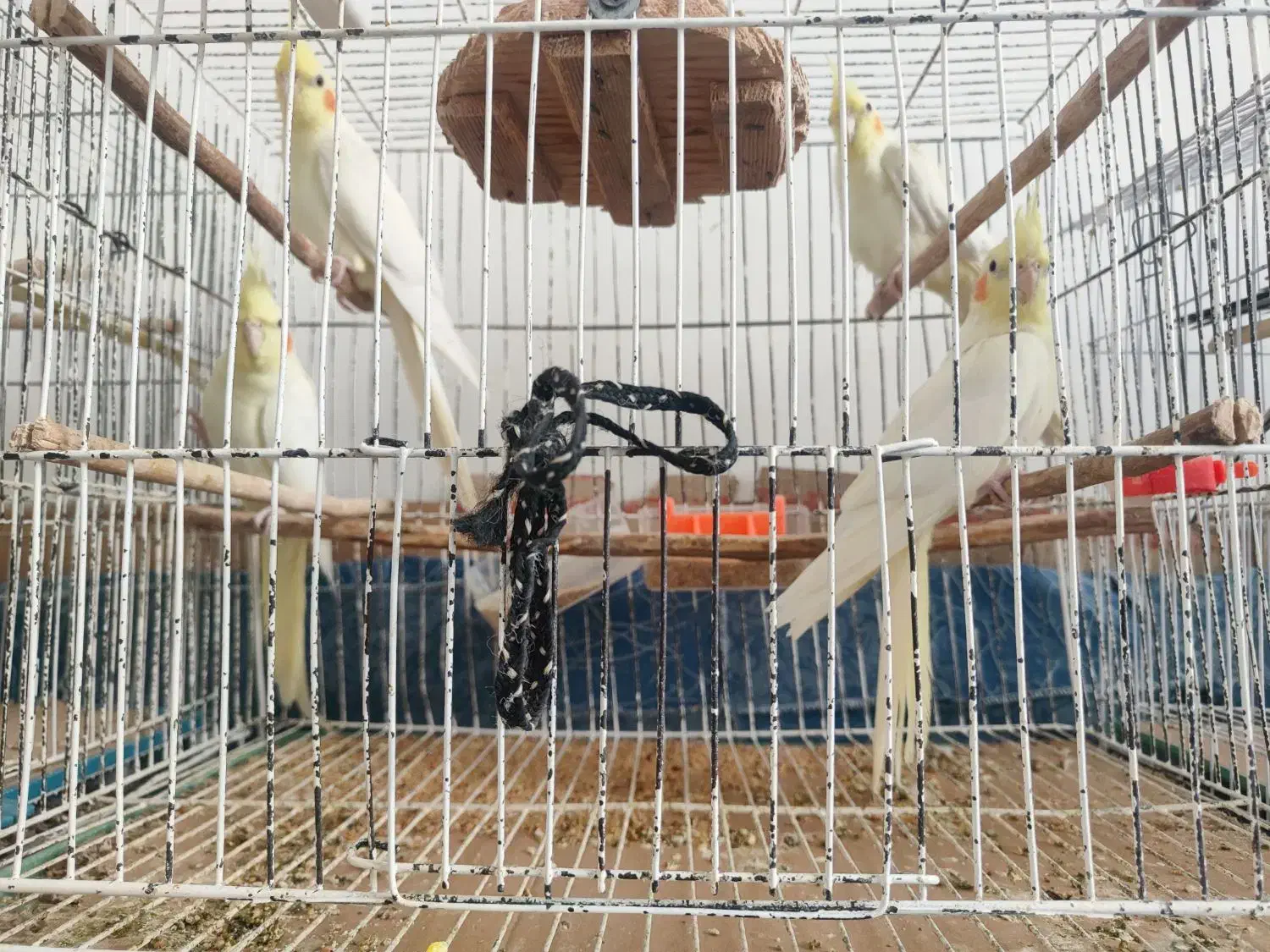 فروش ۵ عدد عروس هلندی|پرنده|فومن, |دیوار