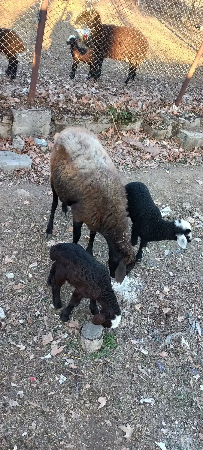 میش و بره|حیوانات مزرعه|هشتگرد, تهران دشت|دیوار