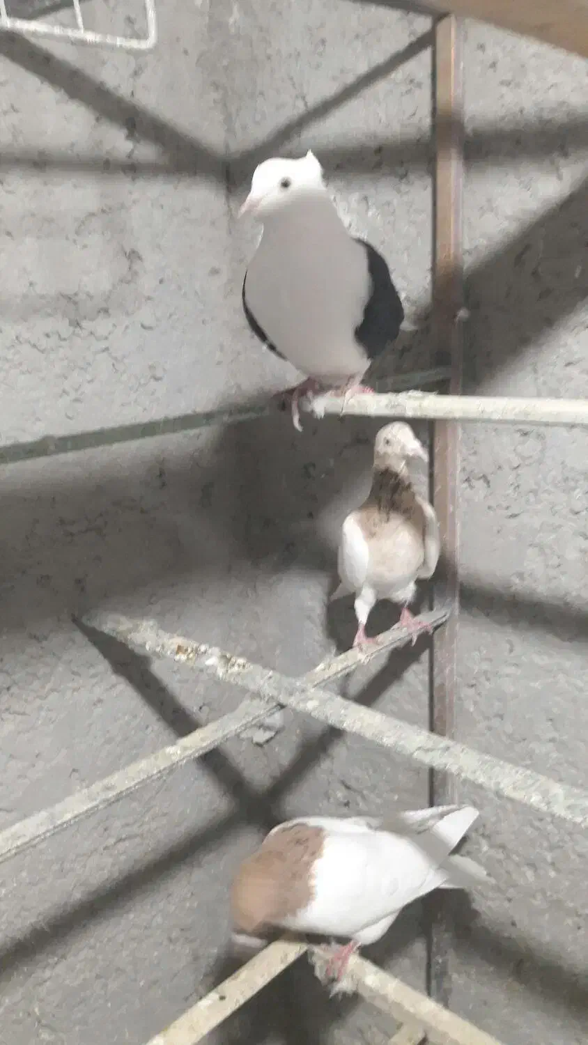 چپ زردماده یهودی هفرنگ ماده شصتی زرد گل دار|پرنده|قزوین, |دیوار