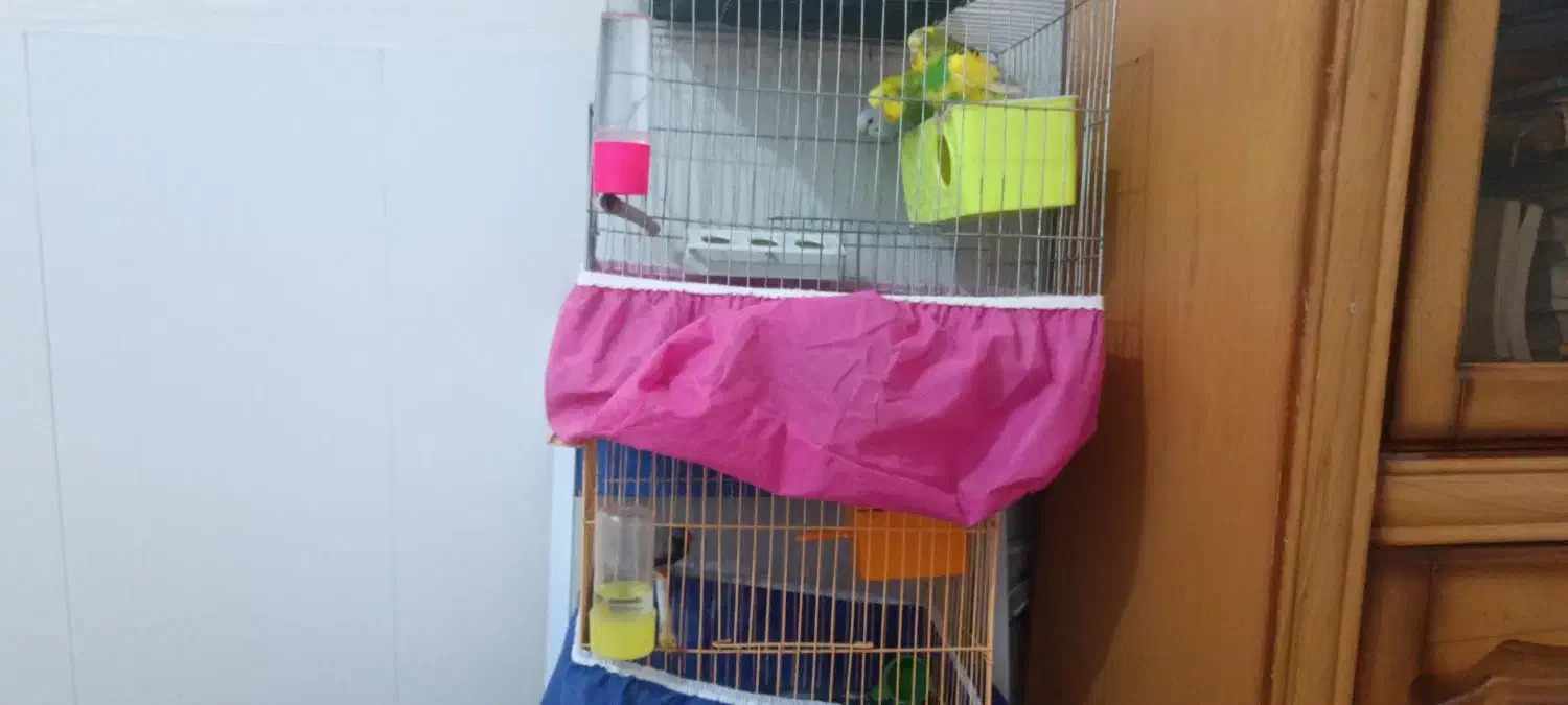 3عدد مرغ عشق ا نر و2 ماده همراه بافنج نر|پرنده|حمیدیه, |دیوار