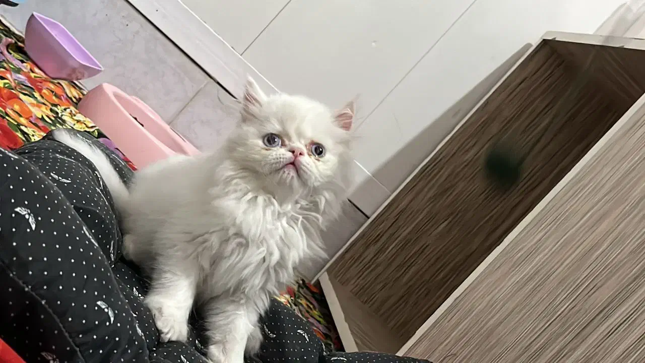 واگذاری گربه پرشین|گربه|ارومیه, |دیوار