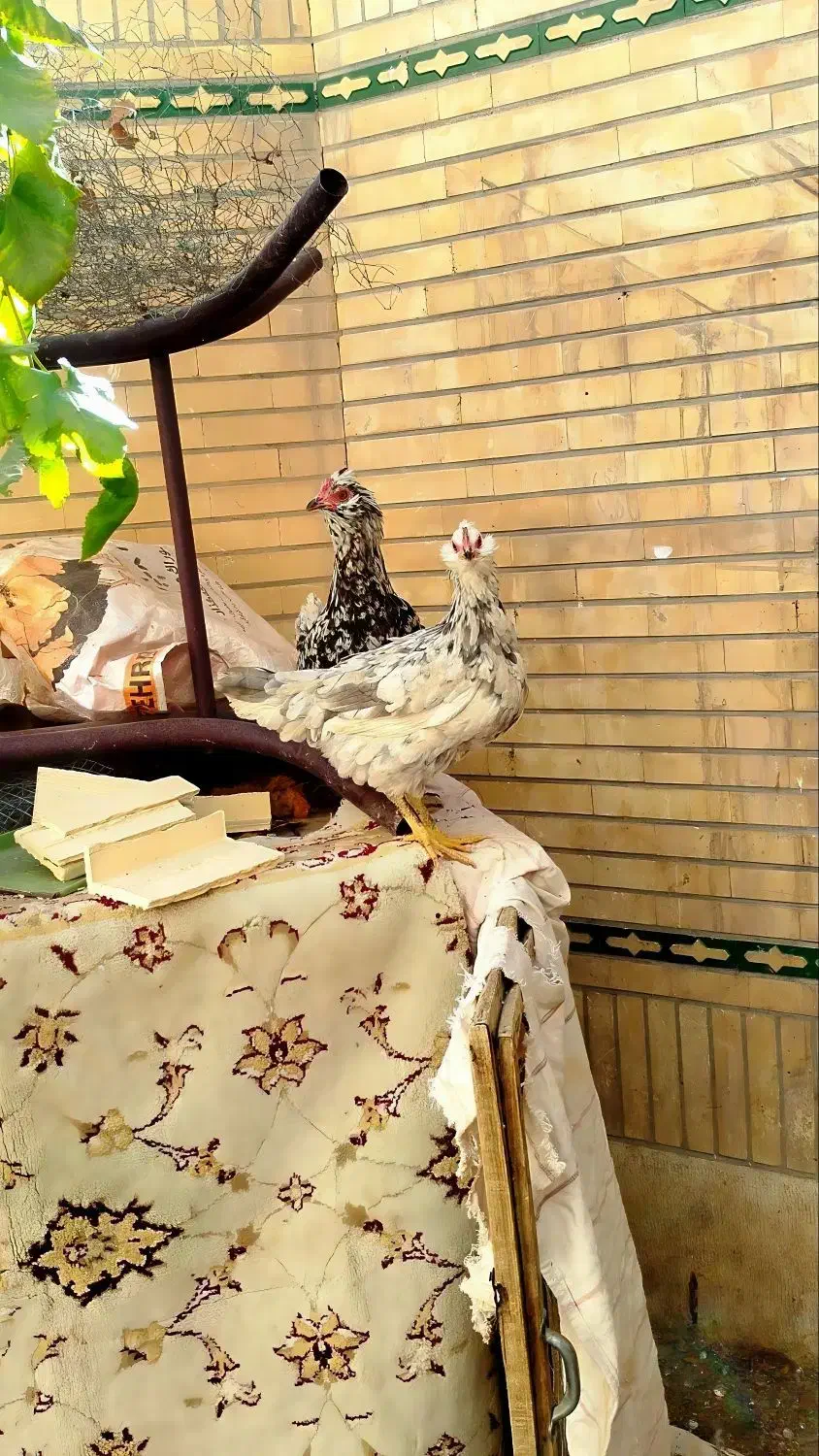 ۴ عدد مرغ گلین طوسی تازه تخم|حیوانات مزرعه|فولادشهر, زاینده رود|دیوار