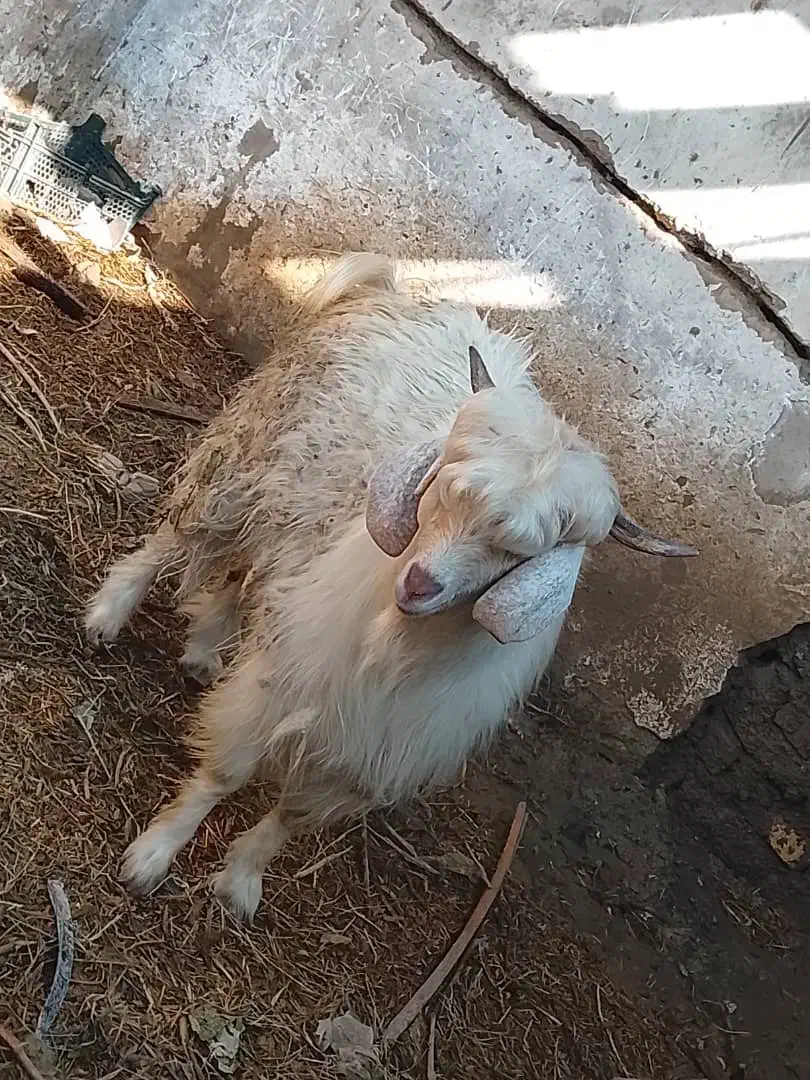 گوسفند|حیوانات مزرعه|فاریاب, |دیوار