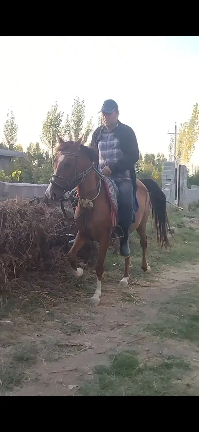 فروش مادیان کرد|اسب و تجهیزات اسبسواری|مشگین شهر, |دیوار