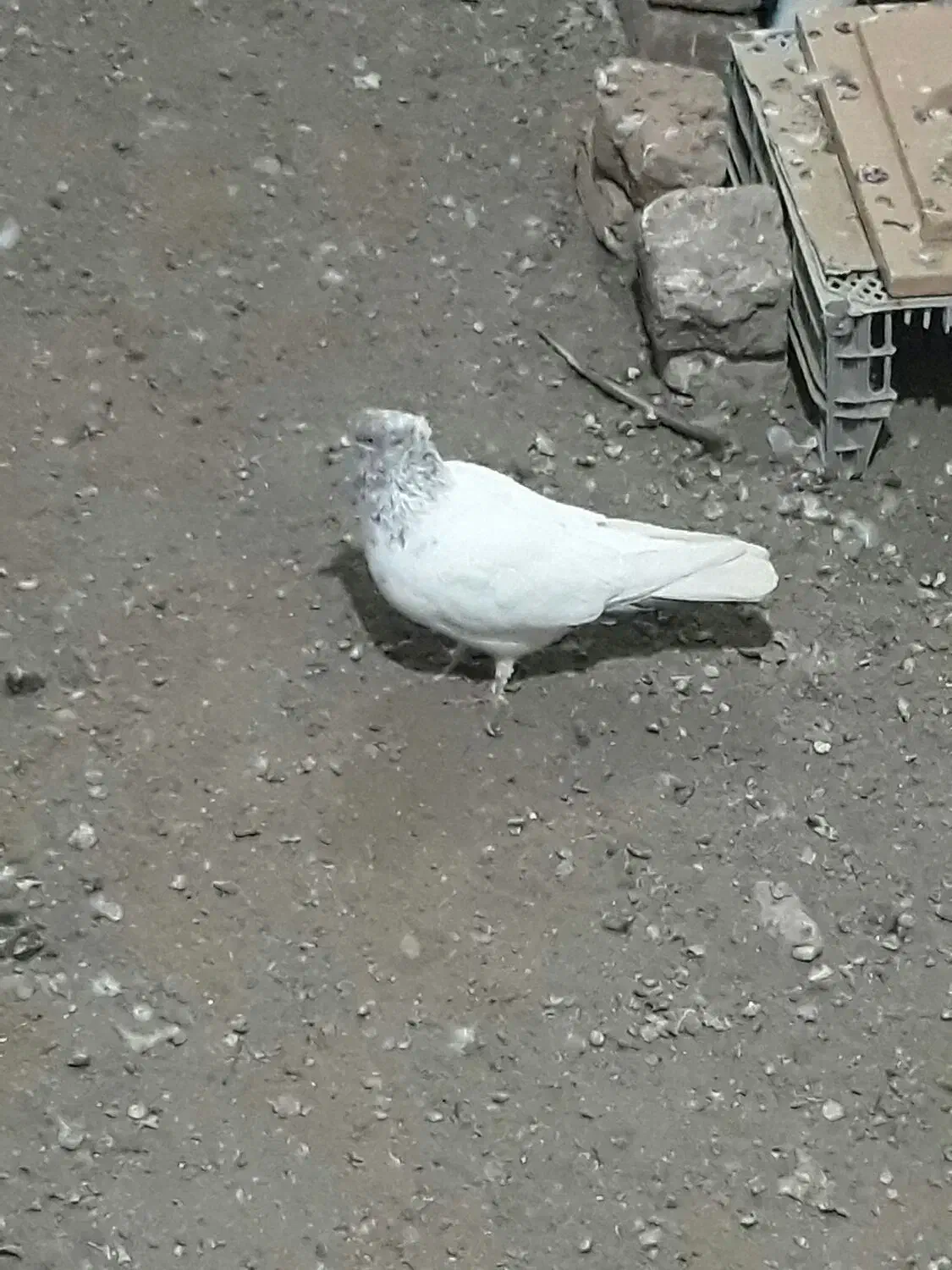 کبوتر پرشی|پرنده|انگوت, |دیوار