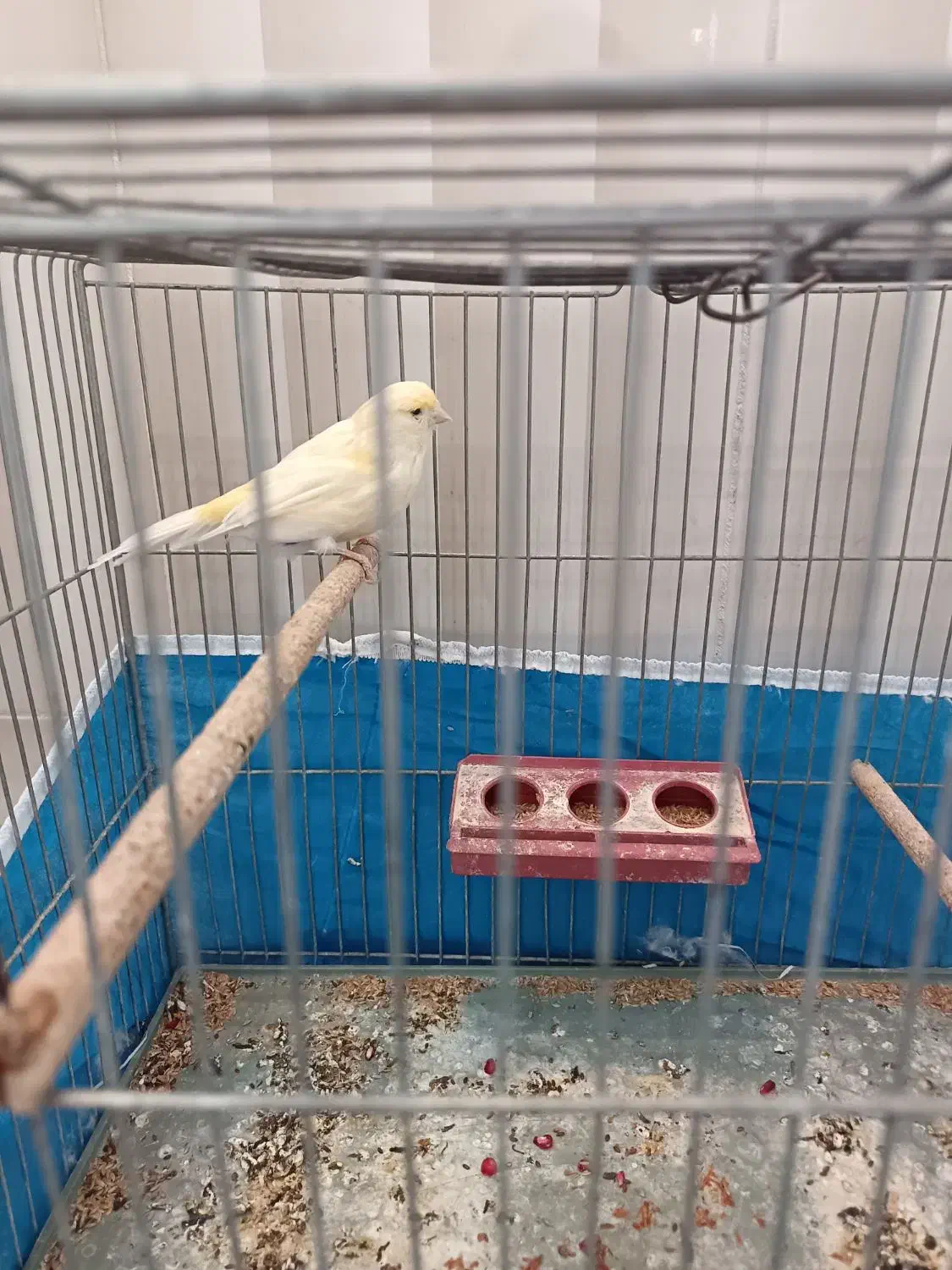 قناری ماده سوپر|پرنده|شهرضا, |دیوار